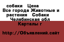 собаки › Цена ­ 2 500 - Все города Животные и растения » Собаки   . Челябинская обл.,Карталы г.